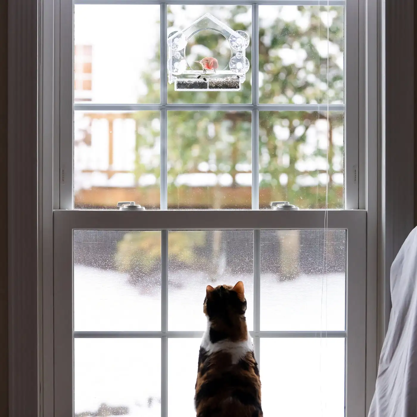 Window Bird House Feeder and 4 Extra Strong Suction Cups - Image 6